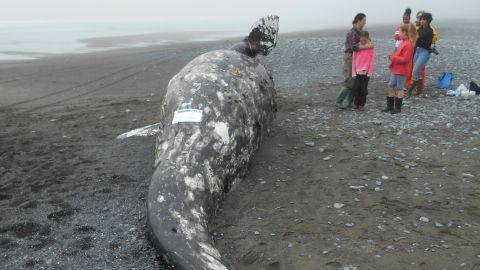 Alaska's 16th dead gray whale of 2019 was found stranded on Kodiak Island.
