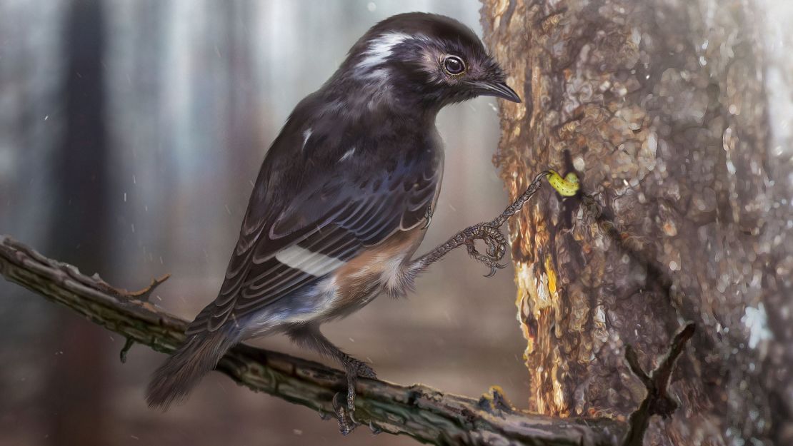 An illustration of the bird using its toe to extract food from a tree.