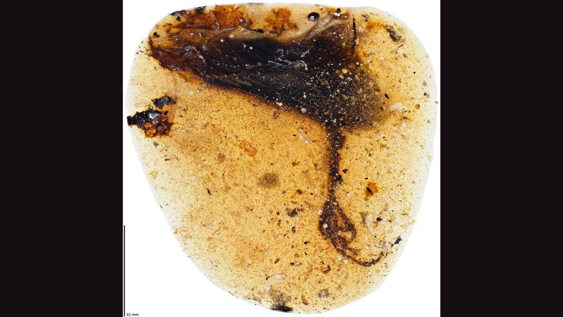 A bird's left wing tip and unusual foot was trapped in amber 99 million years ago.