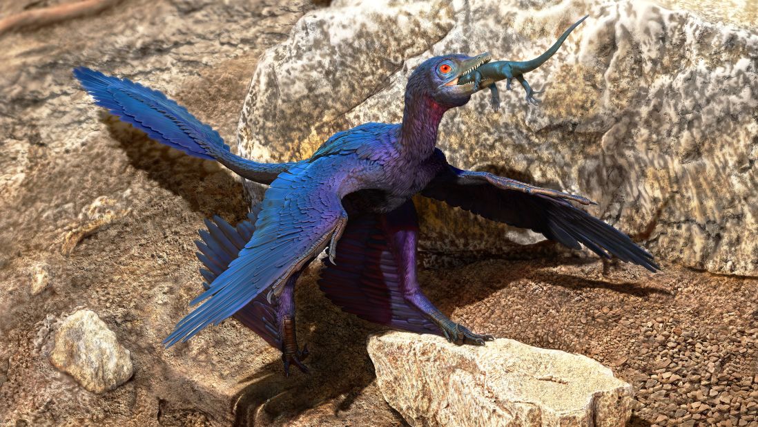 An illustration of a Microraptor as it swallows a lizard whole during the Cretaceous period. The well-preserved fossils of the Microraptor and the lizard were both found, leading to the discovery that the lizard was a previously unknown species.