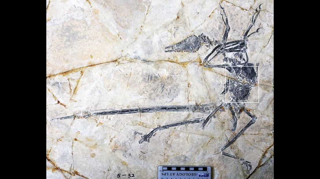 A new lizard species in the abdomen of a specimen of Microraptor.