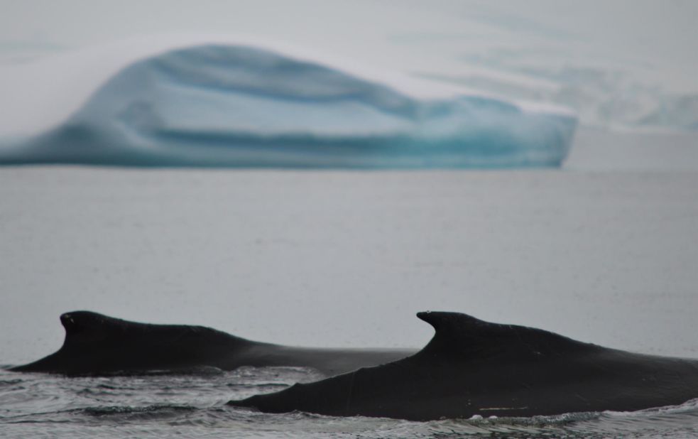 <strong>Humpbacks with icebergs: </strong>And then there are these guys, just swimming by.