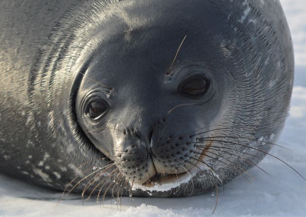 <strong>Animal encounters: </strong>No matter what kind of adventure you choose, encounters with locals such as this Weddell seal are bound to be a highlight. 