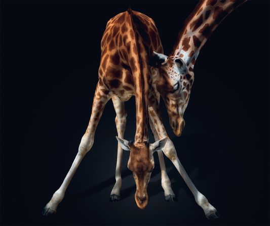 Krebs wants his images to remind viewers of the "beauty and fragility of wildlife."