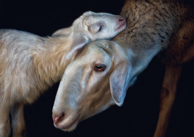 Krebs photos depict rare and exotic animals alongside more commonly-seen creatures, like these domestic sheep.