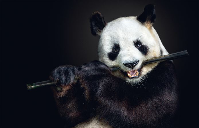 A giant panda, pictured by wildlife photographer Pedro Jarque Krebs. Scroll through the gallery to see more images from his forthcoming book, "Fragile."