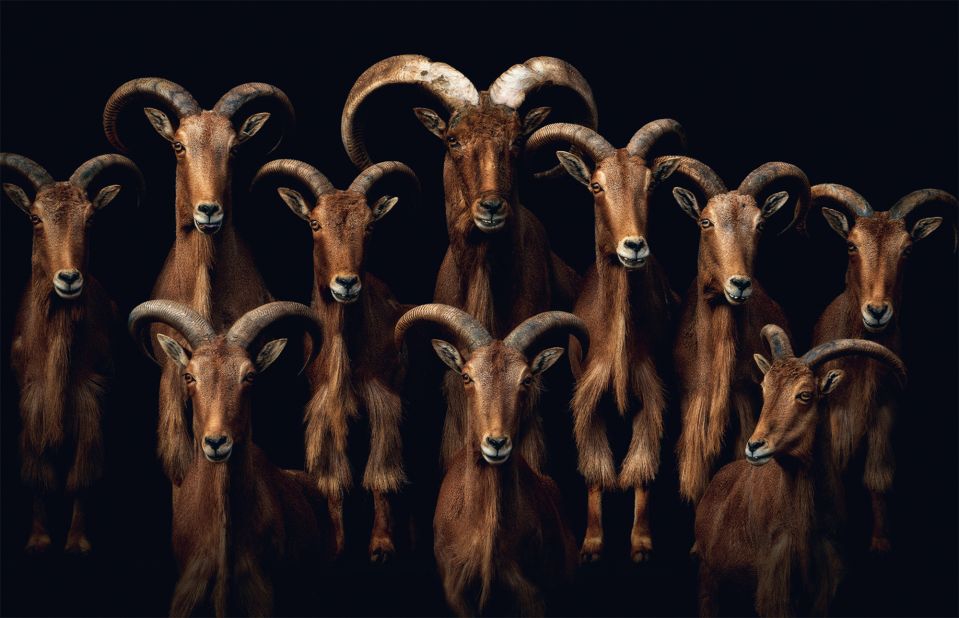 A herd of Barbary sheep, native to north Africa.