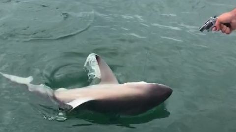 Footage released by prosecutors shows men shooting and dragging a shark behind a boat in a 2017 incident in Tampa Bay.