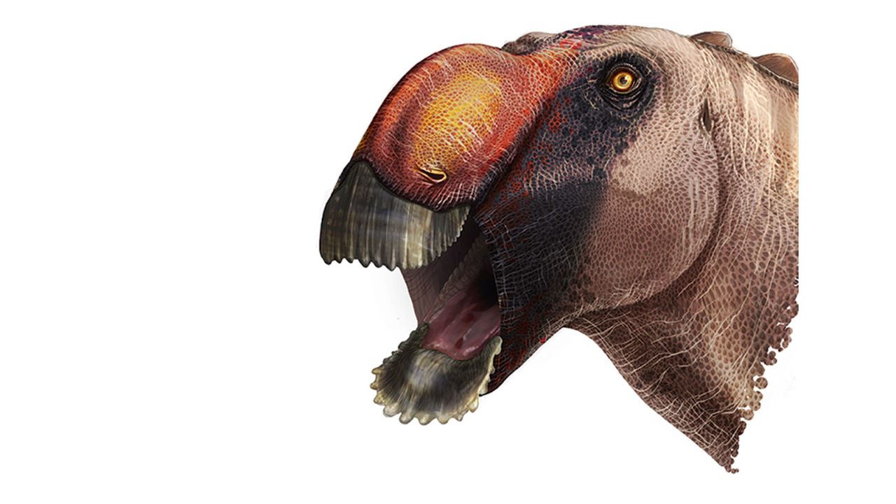 This primitive dinosaur had a wide W-shaped jaw and a solid bony crest resembling a humped nose. 