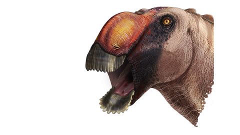 dinosaur with bony plate on head