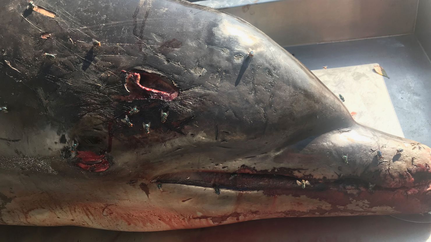 A dolphin was found dead with a massive head wound on a Florida beach in May. 