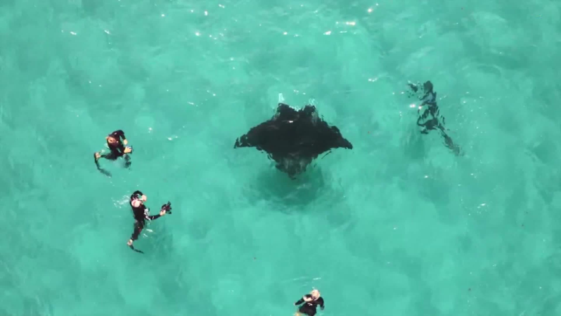 Watch as an injured manta ray turns to divers for help