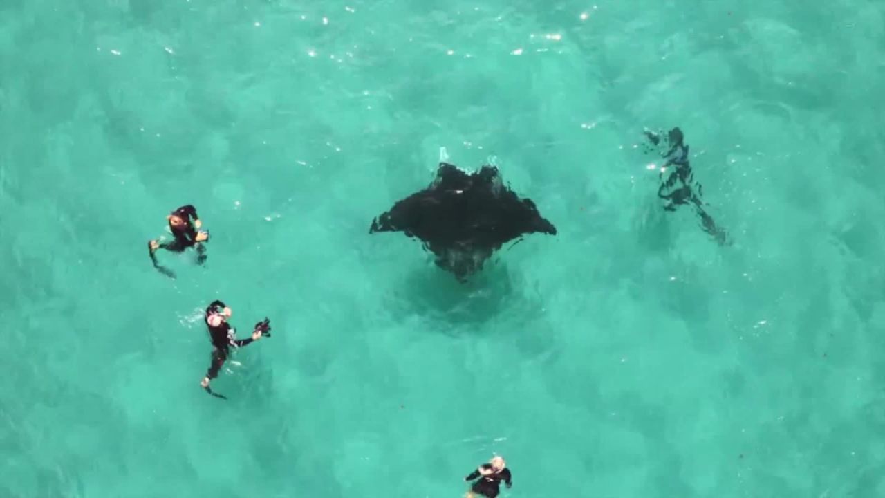 manta ray recognizes diver mh orig_00000000.jpg