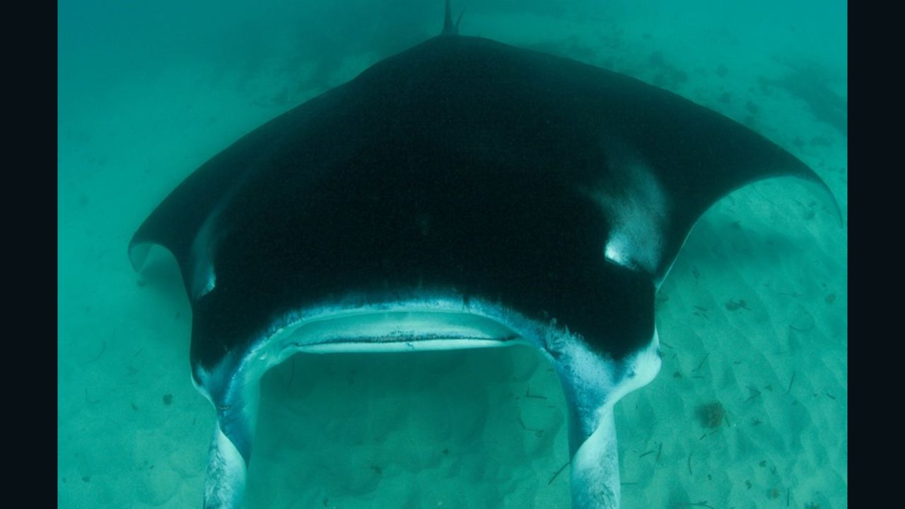 Freckles is one of many manta rays off the Ningaloo Coast.
