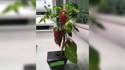 Peppers can provide astronauts with a vitamin boost.