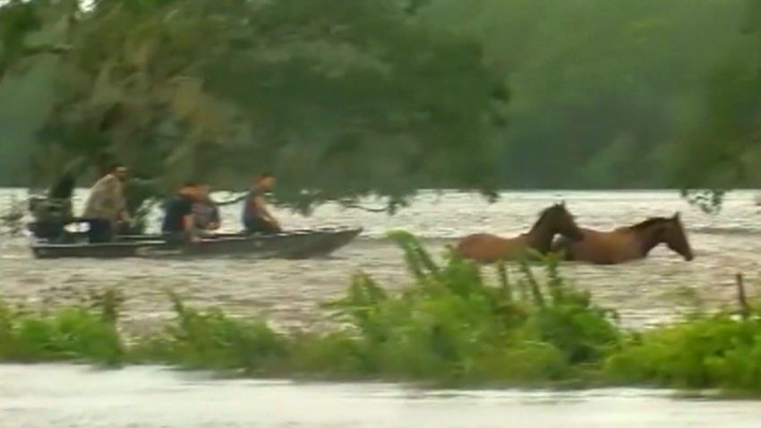 horses louisiana flood barry