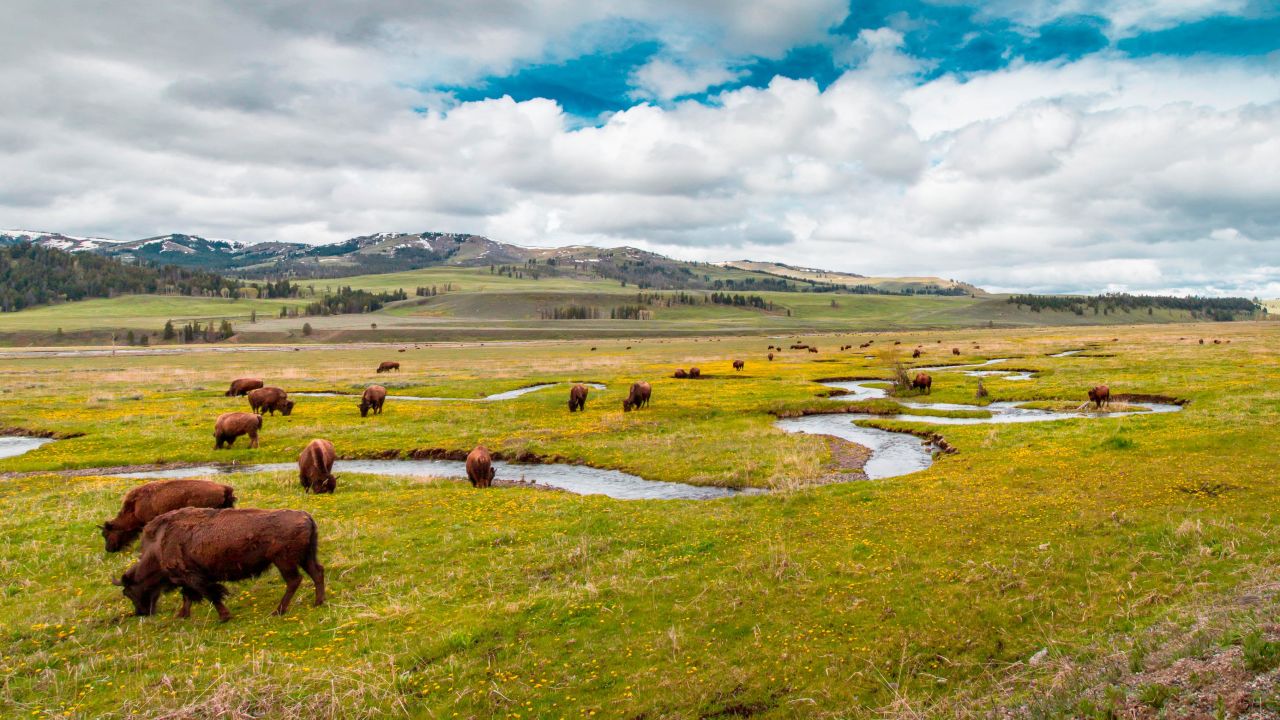 <strong>Wildlife encounters in Yellowstone National Park (Wyoming, Montana, Idaho): </strong>See the West as it once was, as bison graze in Yellowstone's Lamar Valley. But these majestic animals are just the start. You might see elk, bears, raptors and more.