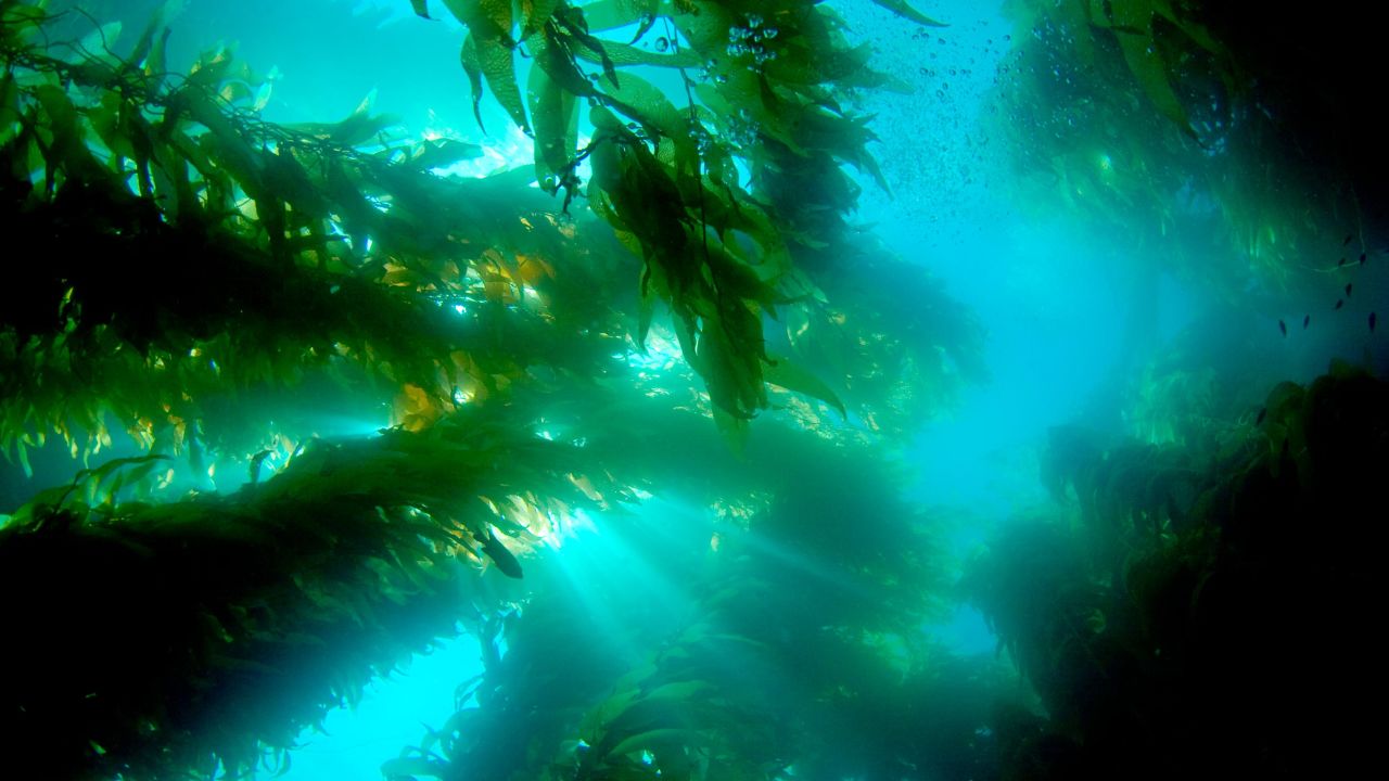 <strong>Scuba diving and snorkeling at Channel Islands National Park (California): </strong>Sunlight streams through a forest of giant kelp. This is one dive where the plant life might steal the show from the animals and provide a most unusual diving experience. 