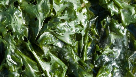 Sea lettuce, or ulva lactuca, is a growing problem in Brittany. 