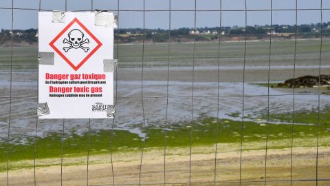 Beaches in the Britanny region have been closed due to concerns over the algae.