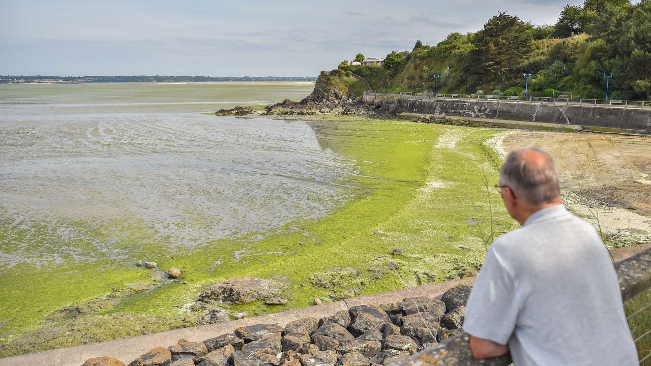 Algae blooms are increasing in size due to climate change, according to one expert.