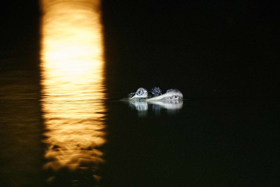 An alligator-like creature floats in the Humboldt Park Lagoon Tuesday July 9 in Chicago. 