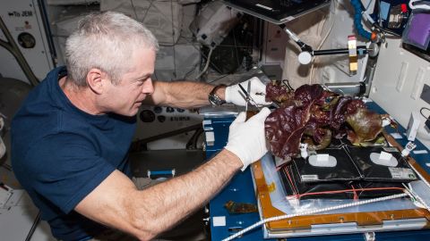 The Vegetable Production System known as 'Veggie' deployed on the International Space Station to produce salad-type crops, in this case red romaine lettuce. The system uses highly efficient, long-lasting and low heat LEDs. 