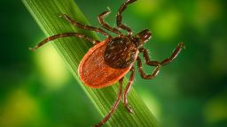 Blacklegged tick (Ixodes pacificus) on a leaf, carrier of the Lyme disease, 2005. 