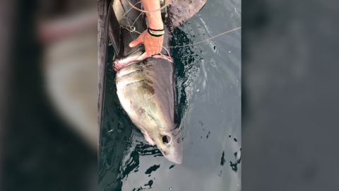 James Sulikowski and his team found this porbeagle shark with a piece of plastic lodged around its gills.