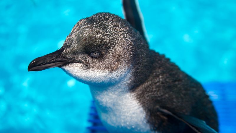 Pinguins 'assaltam' restaurante de sushi na Nova Zelândia, Natureza