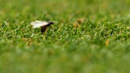A flying ant is pictured as US player Serena Williams prepares to play against Bulgaria's Viktoriya during their women's singles second round match on the third day of the 2018 Wimbledon Championships at The All England Lawn Tennis Club in Wimbledon, southwest London, on July 4, 2018. (Photo by Oli SCARFF / AFP) / RESTRICTED TO EDITORIAL USE        (Photo credit should read OLI SCARFF/AFP/Getty Images)