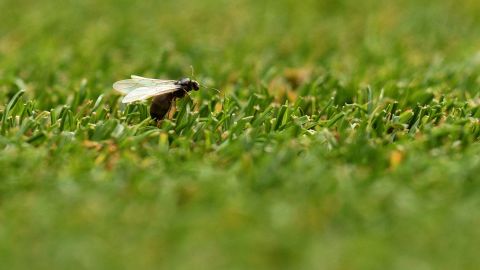 A flying ant lands on court during last year's Wimbledon Championships.