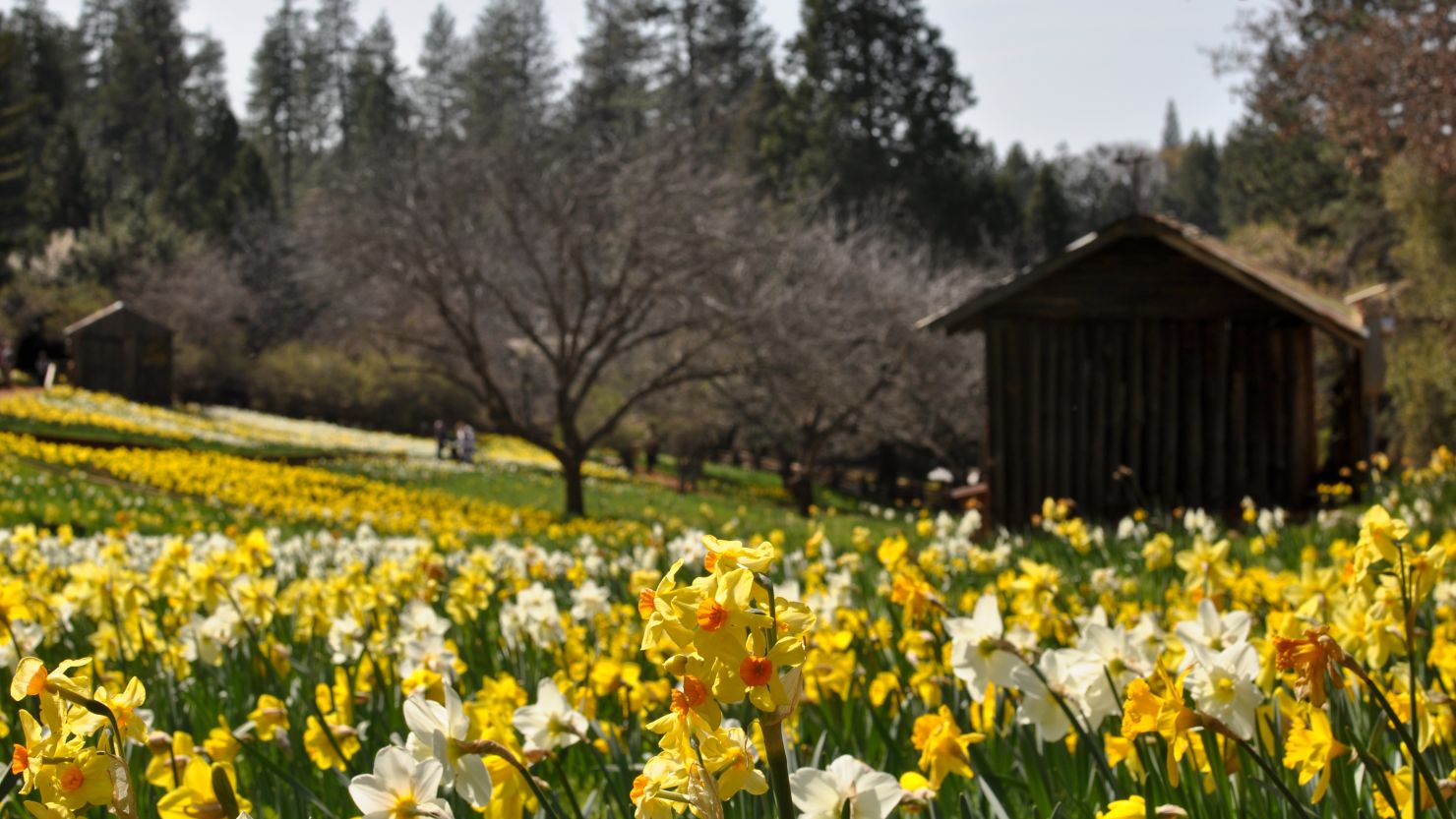 Daffodil Hill tourist attraction in California