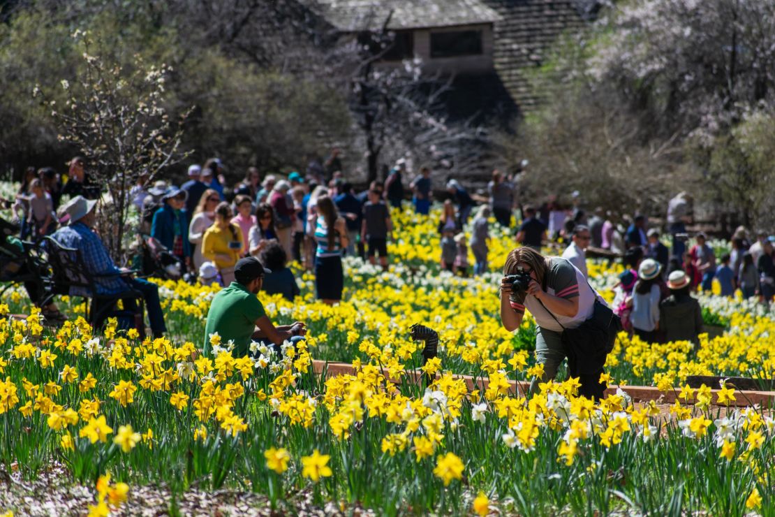 Visitors flocked to the daffodil fields.