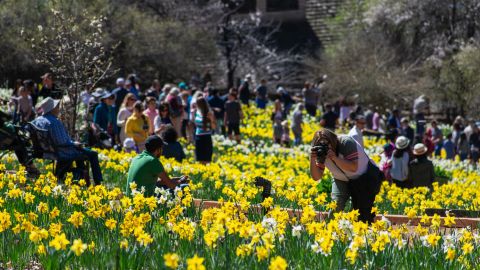 Visitors flocked to the daffodil fields.