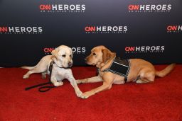 Sully the service dog (L) and Stout's service dog Tom