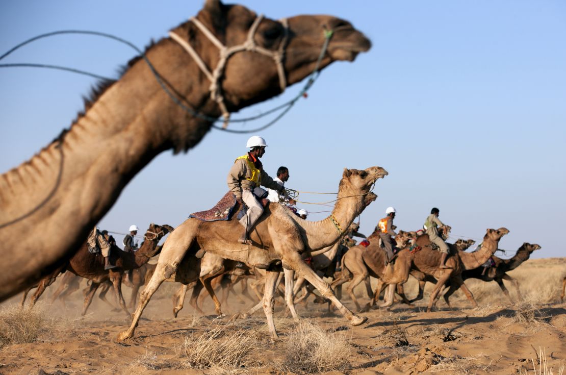 Camel race during the Desert Festival in Jaisalmer, India. 