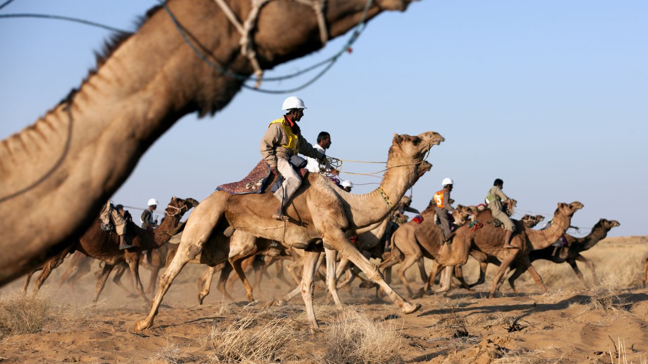 Camel race during the Desert Festival in Jaisalmer, India. 