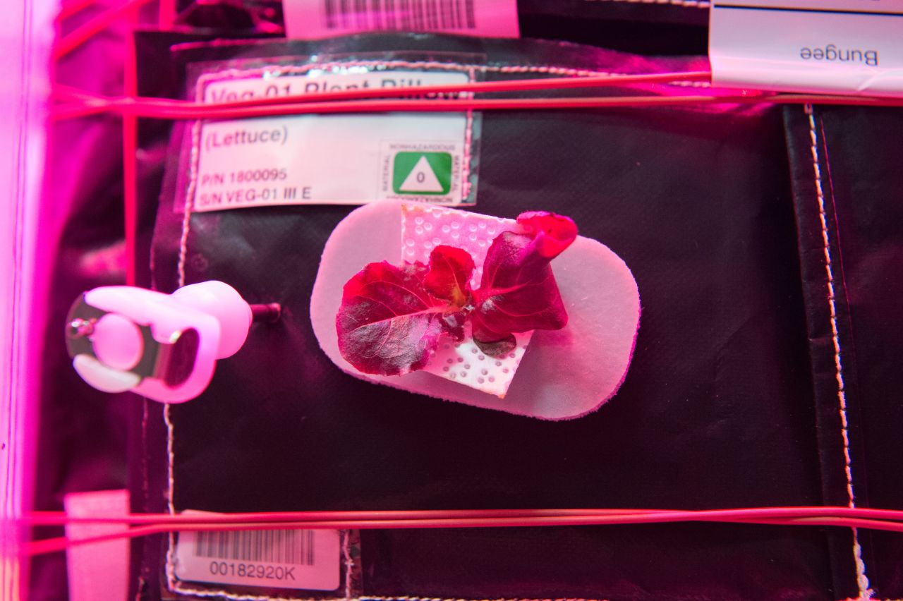 Experiments growing plants and vegetables in space use the "Veggie" system, a growth chamber that provides lighting and nutrients.