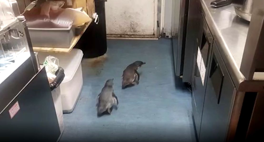 penguins break into sushi restaurant