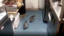 penguins break into sushi restaurant