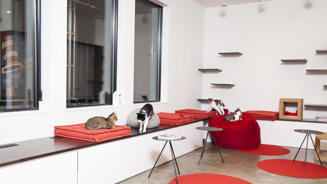 Koneko in lower Manhattan is a cat cafe and sake bar inspired by the cat cafes in Japan.