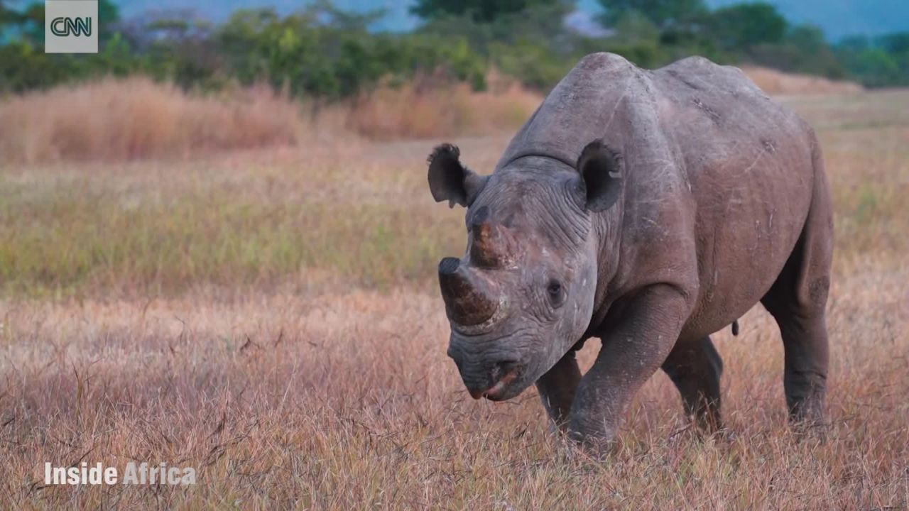 The urgent effort to save black rhinos from extinction (Opinion) | CNN