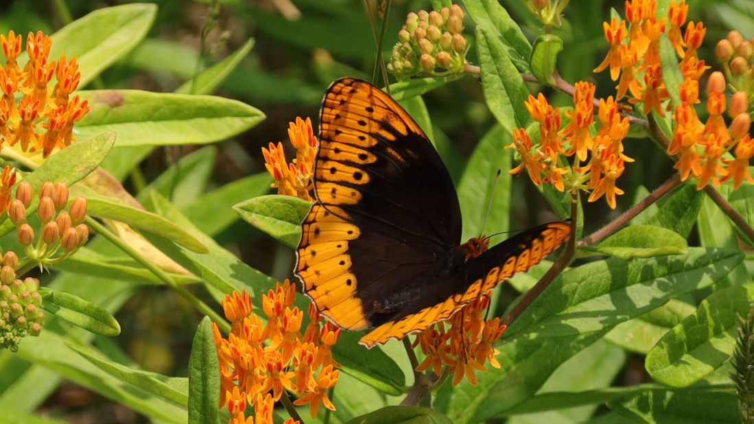 <strong>Butterfly habitats:</strong> The park is alive with colorful butterflies during certain times of year. This is a Diana fritillary butterfly, and you can tell it's a male because of the orange color. Females sport blue. 