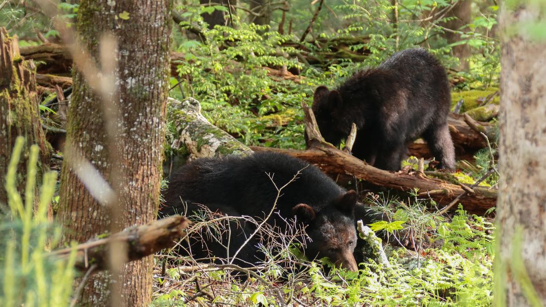 <strong>Mother and child:</strong> A mother bear, called a sow, and her yearling roam the park in April 2018. Visitors could have sightings of bears. Remember that bears are wild animals; don't attempt to approach, pet or feed them. 