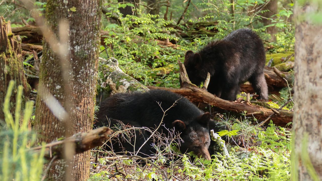 Bears can be the most exciting in the park but keep your distance. If a bear takes notice of you, you're too close.
