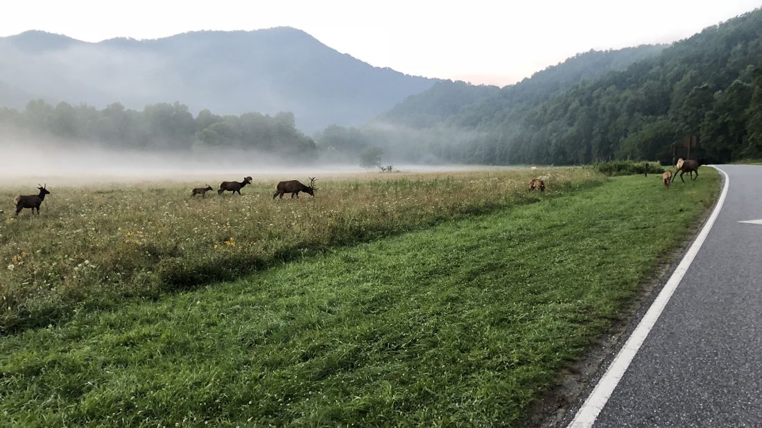 <strong>Grazing elk:</strong> Some elk are out for a feed near Oconaluftee Visitor Center, which is found in the North Carolina portion of the park near the town of Cherokee. These creatures once roamed the Southern Appalachians but were driven out by overhunting. In 2001, they started being reintroduced to the park. 