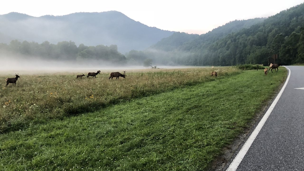 You can see wildlife (in this case, elk) right from the road.