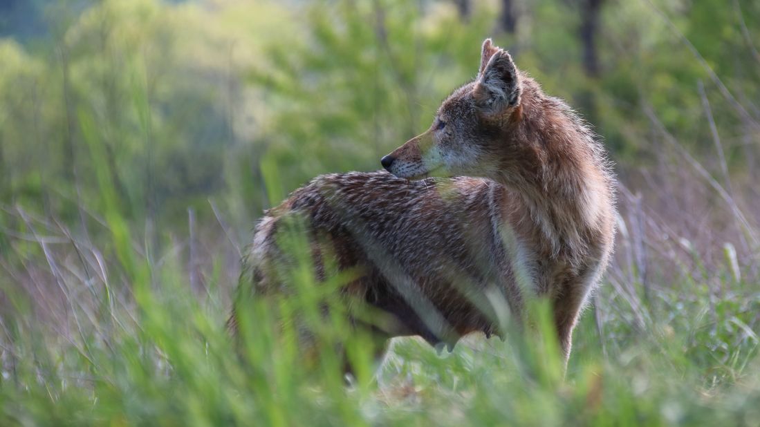 <strong>Coyotes aren't just out West:</strong> A coyote is seen in Cades Cove in 2018. According to the park's Facebook page, coyotes were "first observed in the park in 1982 [and they] now inhabit many parts of the park but in low numbers." 