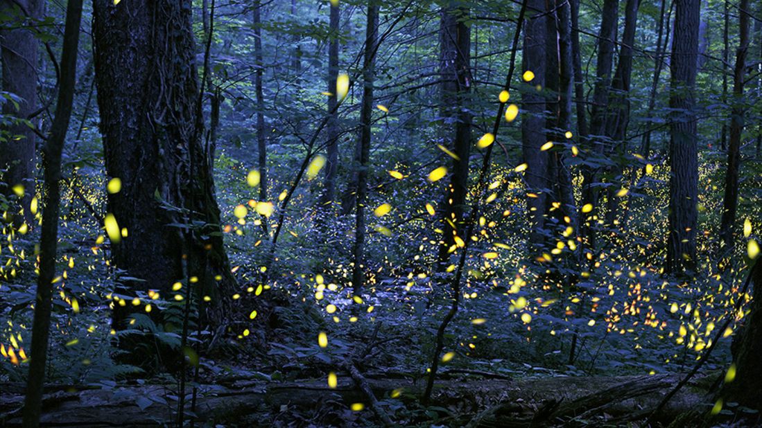 <strong>Lights, camera, action!</strong> One the most spectacular shows at Great Smoky Mountains National Park is the annual display by synchronous fireflies. The park says "they are the only species in America whose individuals can synchronize their flashing light patterns."
